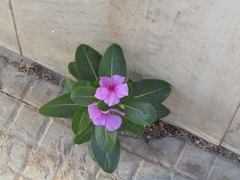 Catharanthus roseus