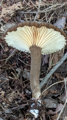 Lactifluus gerardii
