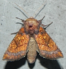 Papaipema impecuniosa