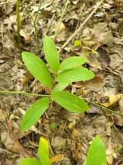 Uvularia sessilifolia