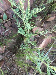 Ambrosia acanthicarpa