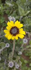 Encelia canescens