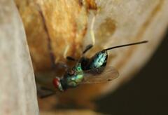 Torymidae