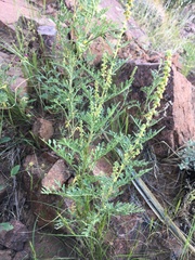 Ambrosia acanthicarpa
