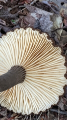 Lactifluus gerardii