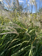 Miscanthus sacchariflorus