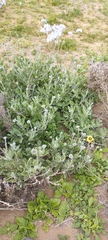 Encelia canescens