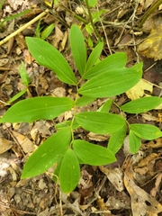 Uvularia sessilifolia