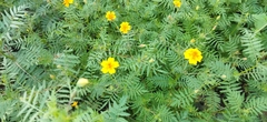 Tagetes lunulata