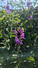 Xylocopa tabaniformis parkinsoniae