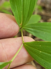 Uvularia sessilifolia