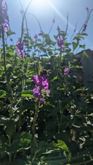 Xylocopa tabaniformis parkinsoniae