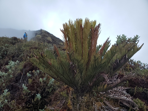 Lomariocycas aurata (Lomariocycas aurata)