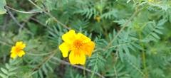 Tagetes lunulata