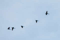 Psittacara leucophthalmus