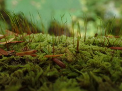 Hypnum circinale