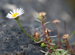 Erigeron karvinskianus