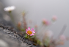 Erigeron karvinskianus
