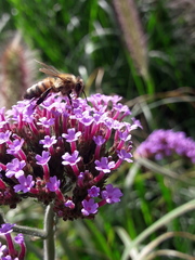 Apis mellifera