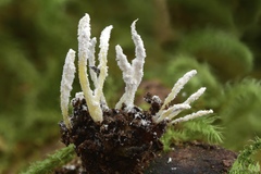 Cordyceps