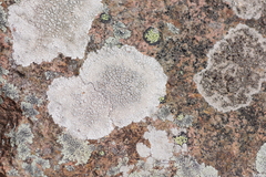 Lecanora campestris