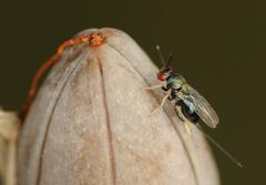 Torymidae