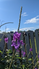 Xylocopa tabaniformis parkinsoniae