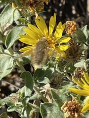Anastoechus