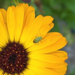 Taylorilygus apicalis