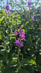 Xylocopa tabaniformis parkinsoniae