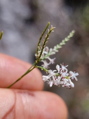 Polygonella ciliata