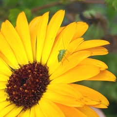 Taylorilygus apicalis