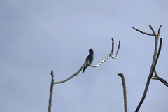 Eurystomus orientalis