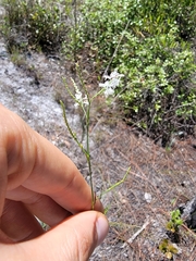 Polygonella ciliata