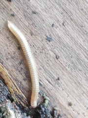 Cylindroiulus punctatus