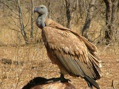 Cape Vulture photo 2