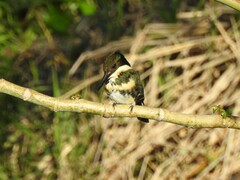 Chloroceryle americana