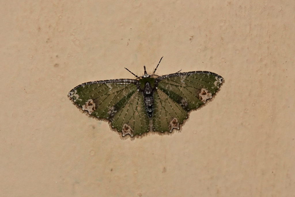 Eucyclodes isogamia