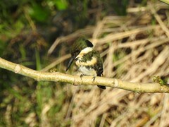 Chloroceryle americana