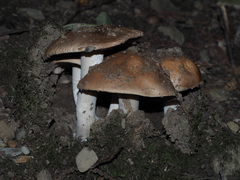 Hebeloma sinapizans