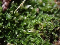 Cephalozia bicuspidata