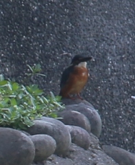 Alcedo atthis