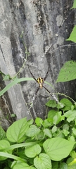 Argiope