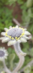 Encelia canescens