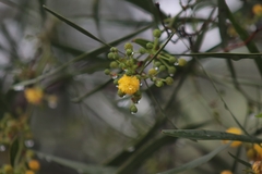 Acacia retinodes