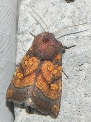 Papaipema impecuniosa