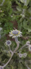 Encelia canescens