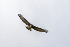 Buteo buteo