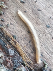 Cylindroiulus punctatus