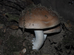 Hebeloma sinapizans